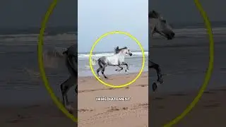 Il Retrouve Son Ancien Propriétaire… Et Sa Réaction Est Émouvante ! 🐴❤️