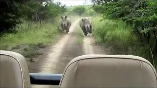 Rhino Chase