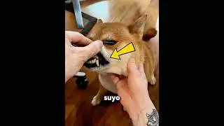 Cuál de sus perros perdió un diente? 🐶🦷 #shorts