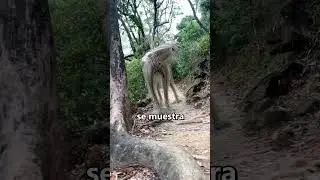 If you see this ANIMAL, run! 😨
