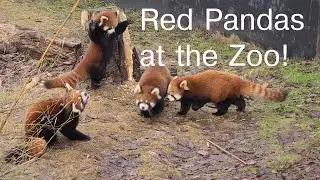 Red Pandas playing at the Vancouver Zoo! So cute!!
