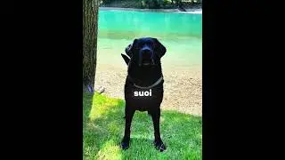 Un Ultimo Bagno Insieme 🐶🌊💔