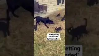 When your lab is terrified of cats😂