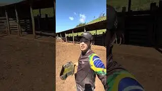 Como eu fiz pra vaca aceitar o novo bezerro. Part2 #bezerro #pecuaria #agro #confinamento #boigordo