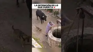 Una señora sacó agua del pozo para su perro y su toro…y ellos se lo agradecieron a su manera