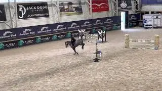 Kto Zephir - 2019y, stallion, by Zirocco Blue x Lam de Fetan - training