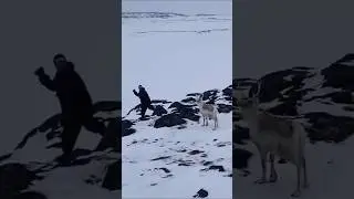 🦌🏹 Традиционная охота на оленя — чистый адреналин! #загоннаяохота #охота #hunting #challenge