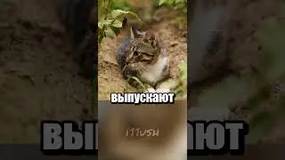 Коты на фермах