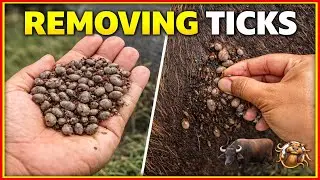 Removing Ticks From Buffalo 🐃 | Shocking Tick Infestation Treatment