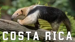 WILD COSTA RICA | Elusive creatures and unexplored jungles