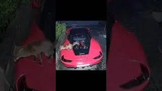 il fait 💩  sur une Ferrari #fredcars38 #foryou