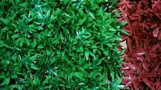 #flowers #greenmatt