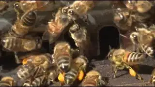 Maine beekeepers celebrate inaugural Bee Fest in Augusta