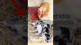 Vous en pensez quoi ? 😮 #animal #animaux #poulailler #ferme #chiots