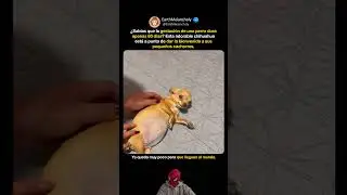 Una chihuahua embarazada recibe caricias mientras descansa