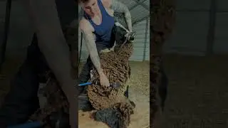 Sweet Sheep - Satisfying Shear
