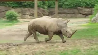 Rhino Running-Nashville Zoo April 2019