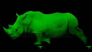Green Rhino