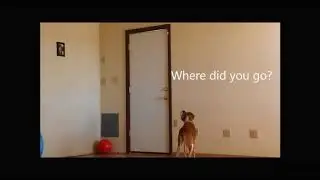 Training proper Greeting to a dog | Dog Training
