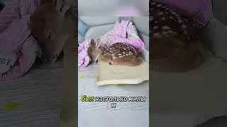 **4 года он был один… Но потеря Уилсона разбила его сердце 😭💔 #shorts**