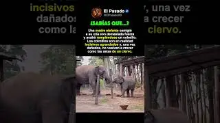 Esta elefanta se rompió un colmillo al corregir a su cría