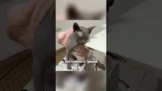 Кот, который пачкал всё вокруг: мужчина нашёл необычное решение! 🐱😱✨