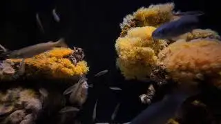 View Into The Aquarium 02 - Free (for commercial use) Footage - 4K