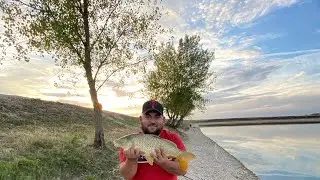 Carp fish #fypシ #fyp #carpfish #pescuit #fishing #fish #nature #pescuit #pescuitsportiv