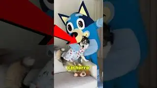 Esse CACHORRO é APAIXONADO pelo bluey! 🐕 #curiosidades #animal #cachorro #shorts