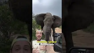 Qui ici serait tombé dans le panneau ? 🙋‍♂️#ours #polaire #odeur