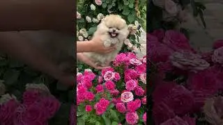 #beautiful #dog #shorts