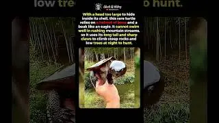 This Turtle Hunts Like No Other