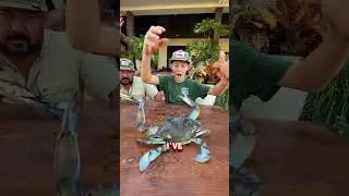how to hold an angry blue crab