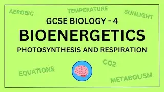 GCSE Biology Topic 4 - Bioenergetics | Science Revision in under 10 Minutes!