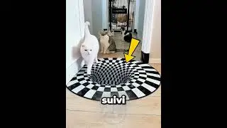 Cette Fille Teste L’Intelligence de Ses Chats