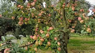 nature View Apple orchard In Srinagar Kashmir