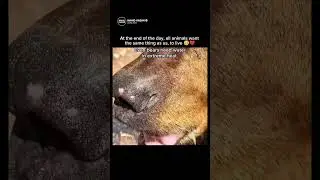 At the end of the day, all animals want the same thing as us, to live 🥹❤️