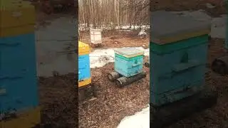 Состоялся облёт пчёл 2023!