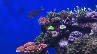 View Into The Aquarium 04 - Free (for commercial use) Footage - 4K