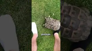 ¿Por qué las tortugas odian el color negro? 😨