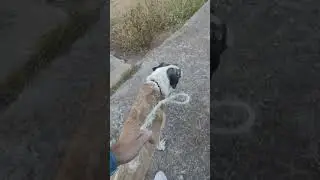 Video completo.... continuará #perros