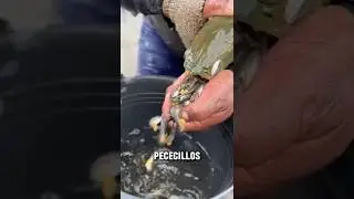 Why does this fish have all its children in its mouth? 🤔