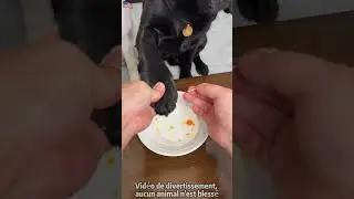 “Je peux encore t’appeler papa… ?” – la réaction du chien après le test 😱🐶💔