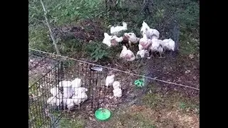 Free Ranging Meat Bird Broiler Chickens Reduced Feed Cost & Improved Health