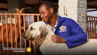 This Anatolian Guard Dog Protects Both Livestock & Predators | Smithsonian Channel