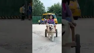 This dog picks up his owner from school 👏