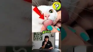 Perché i GATTI hanno le SUPER SPINE sulla LINGUA?