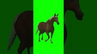 Horse walking green screen background video 
