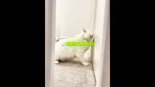 La gata no necesita escuchar para encontrarlo