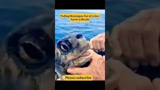 Rescuing a Sea Turtle Trapped in Pain 🐢💙 #SeaTurtle #WildlifeRescue #Rescue #SaveTheTurtles #Shorts